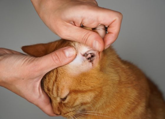 Effective Strategies On How To Get Rid Of Ear Mites In Cats