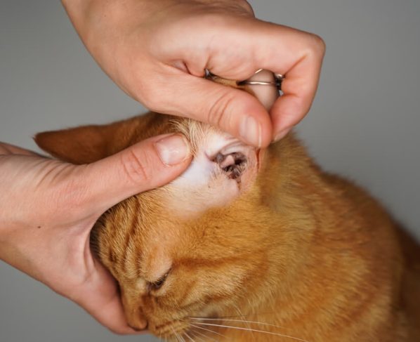 Effective Strategies On How To Get Rid Of Ear Mites In Cats