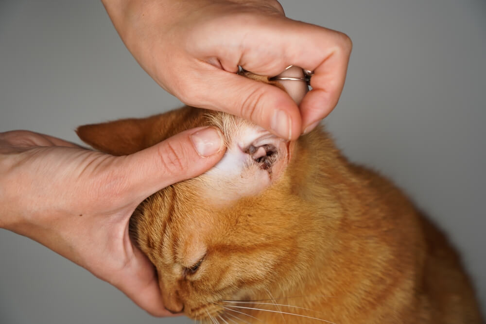 Effective Strategies On How To Get Rid Of Ear Mites In Cats