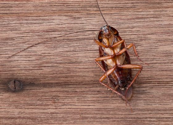 Effective Strategies On How To Get Rid Of Roaches For Good