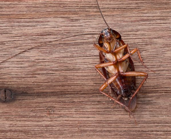 Effective Strategies On How To Get Rid Of Roaches For Good