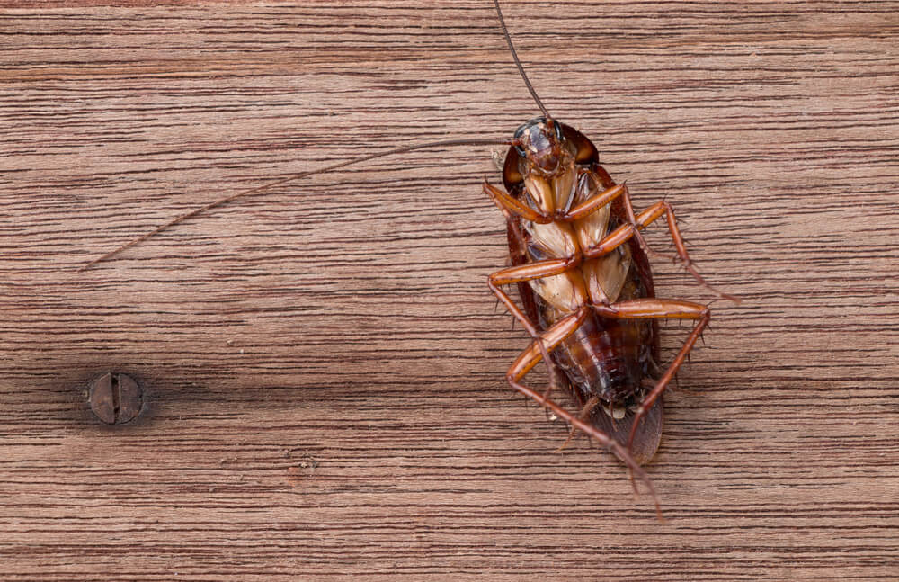 Effective Strategies On How To Get Rid Of Roaches For Good