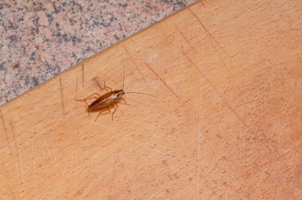 How To Make Your Home Less Attractive To Roaches