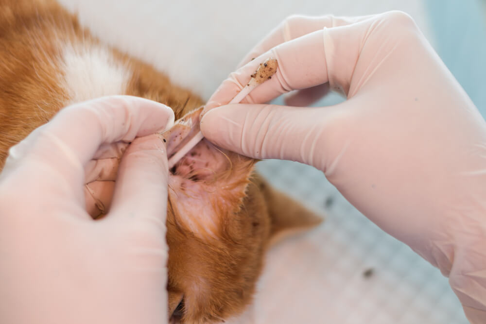 How Veterinarians Confirm An Ear Mite Infestation